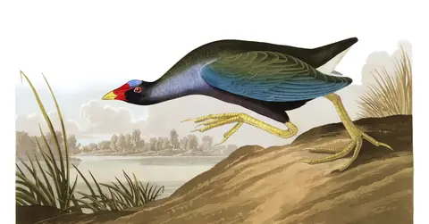 Plate 305 of Audubon's The Birds of America: Purple Gallinule (Porphyrio martinica)