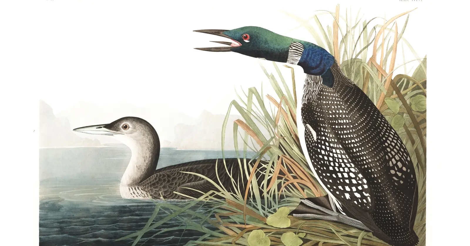 Plate 306 of Audubon's The Birds of America: Common Loon (Gavia immer)
