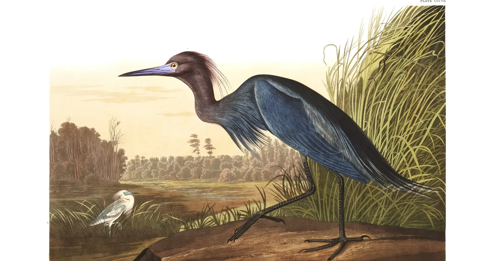 Plate 307 of Audubon's The Birds of America: Little Blue Heron (Egretta caerulea)