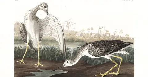 Plate 308 of Audubon's The Birds of America: Greater Yellowlegs (Tringa melanoleuca)