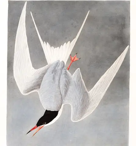 Plate 309 of Audubon's The Birds of America: Common Tern (Sterna hirundo)