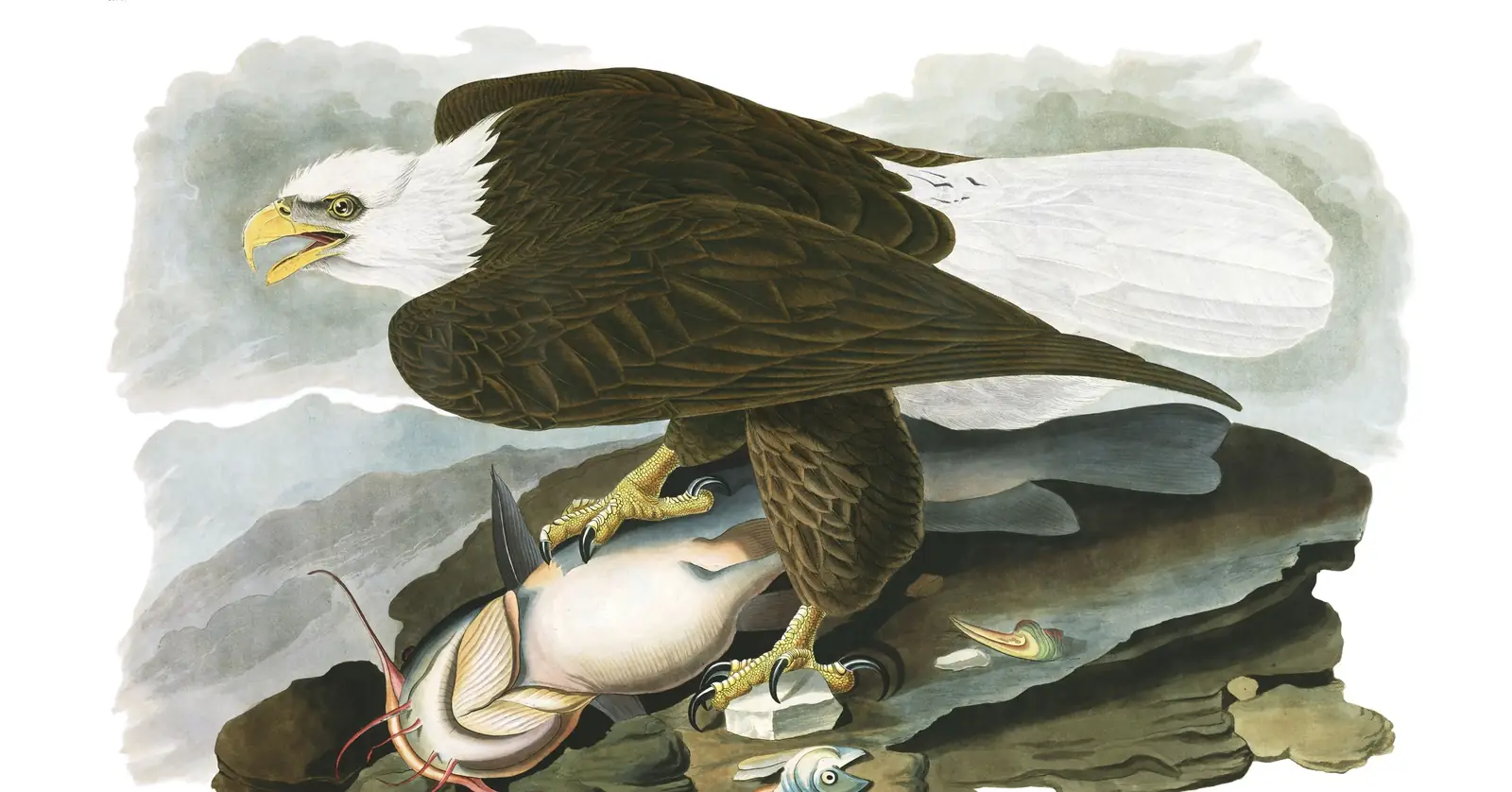 Plate 31 of Audubon's The Birds of America: Bald Eagle (Haliaeetus leucocephalus)