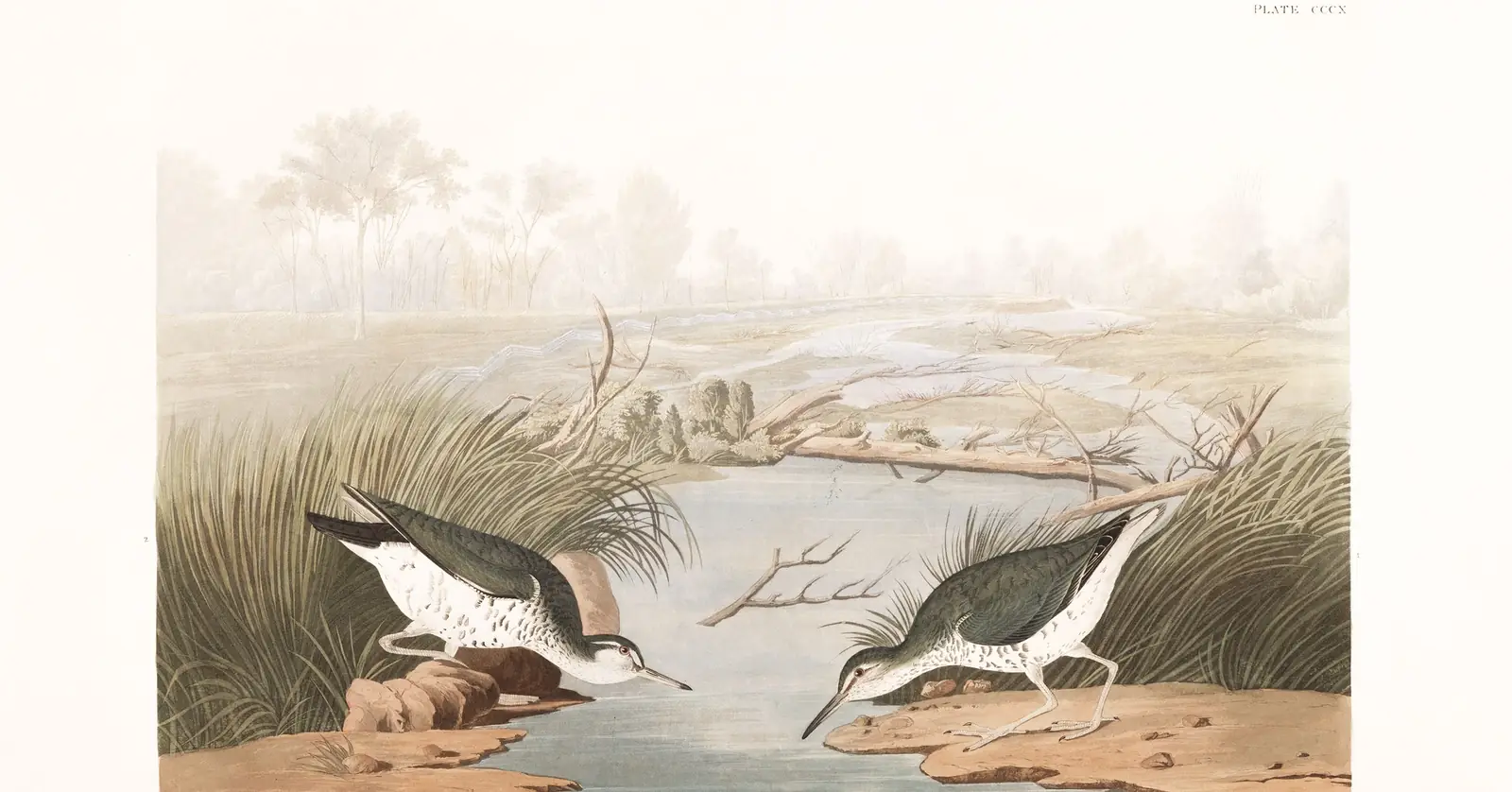 Plate 310 of Audubon's The Birds of America: Spotted Sandpiper (Actitis macularius)