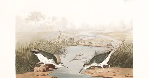 Plate 310 of Audubon's The Birds of America: Spotted Sandpiper (Actitis macularius)