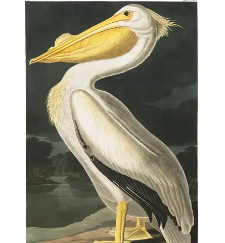 Plate 311 of Audubon's The Birds of America: American White Pelican (Pelecanus erythrorhynchos)
