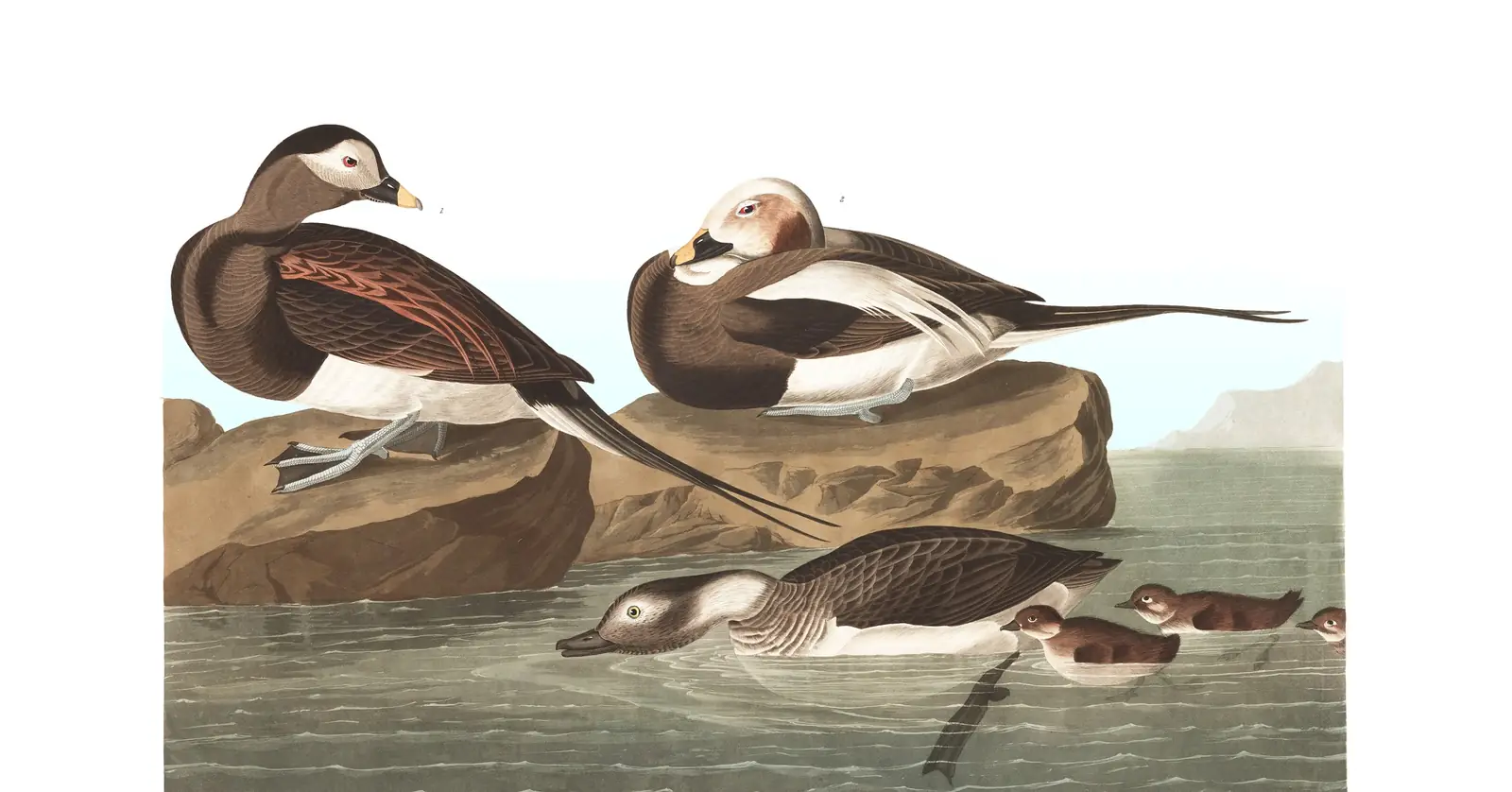 Plate 312 of Audubon's The Birds of America: Long-tailed Duck (Clangula hyemalis)