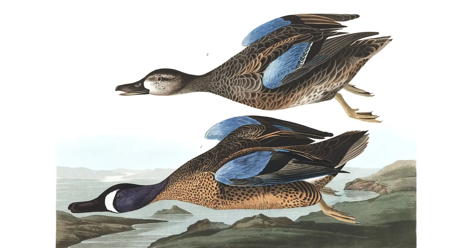 Plate 313 of Audubon's The Birds of America: Blue-winged Teal (Spatula discors)