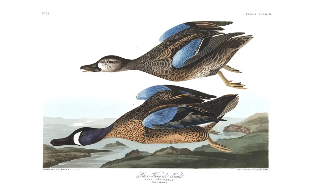 The whole sheet of plate 313, with its engraved caption