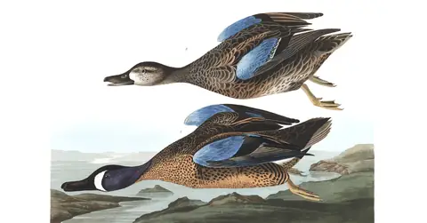 Plate 313 of Audubon's The Birds of America: Blue-winged Teal (Spatula discors)