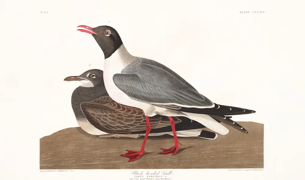 The whole sheet of plate 314, with its engraved caption