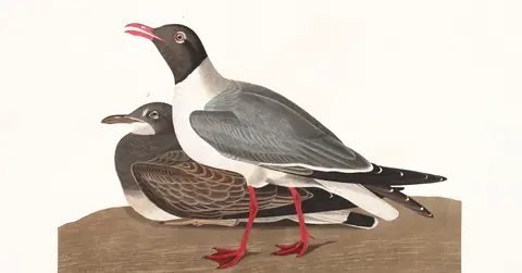 Plate 314 of Audubon's The Birds of America: Laughing Gull (Leucophaeus atricilla)