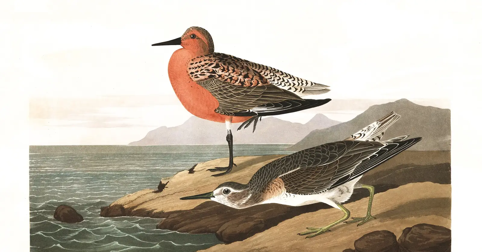 Plate 315 of Audubon's The Birds of America: Red Knot (Calidris canutus)