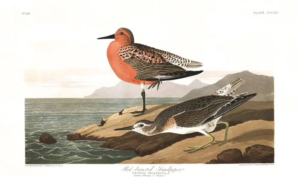 The whole sheet of plate 315, with its engraved caption