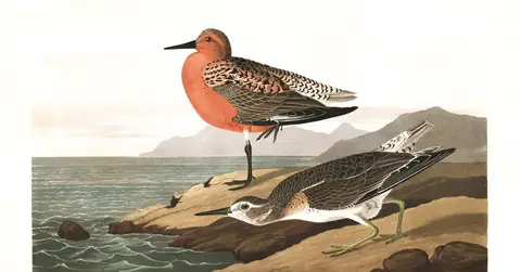 Plate 315 of Audubon's The Birds of America: Red Knot (Calidris canutus)