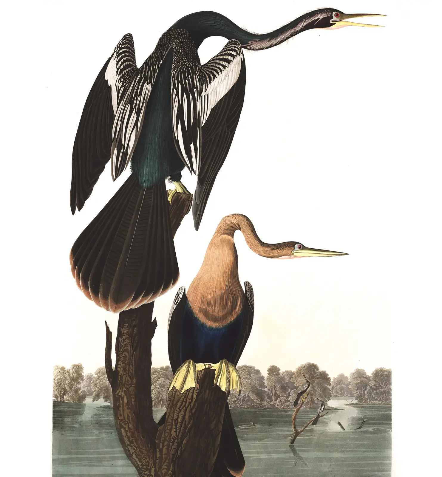 Plate 316 of Audubon's The Birds of America: Anhinga (Anhinga anhinga)