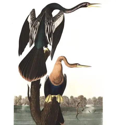 Plate 316 of Audubon's The Birds of America: Anhinga (Anhinga anhinga)
