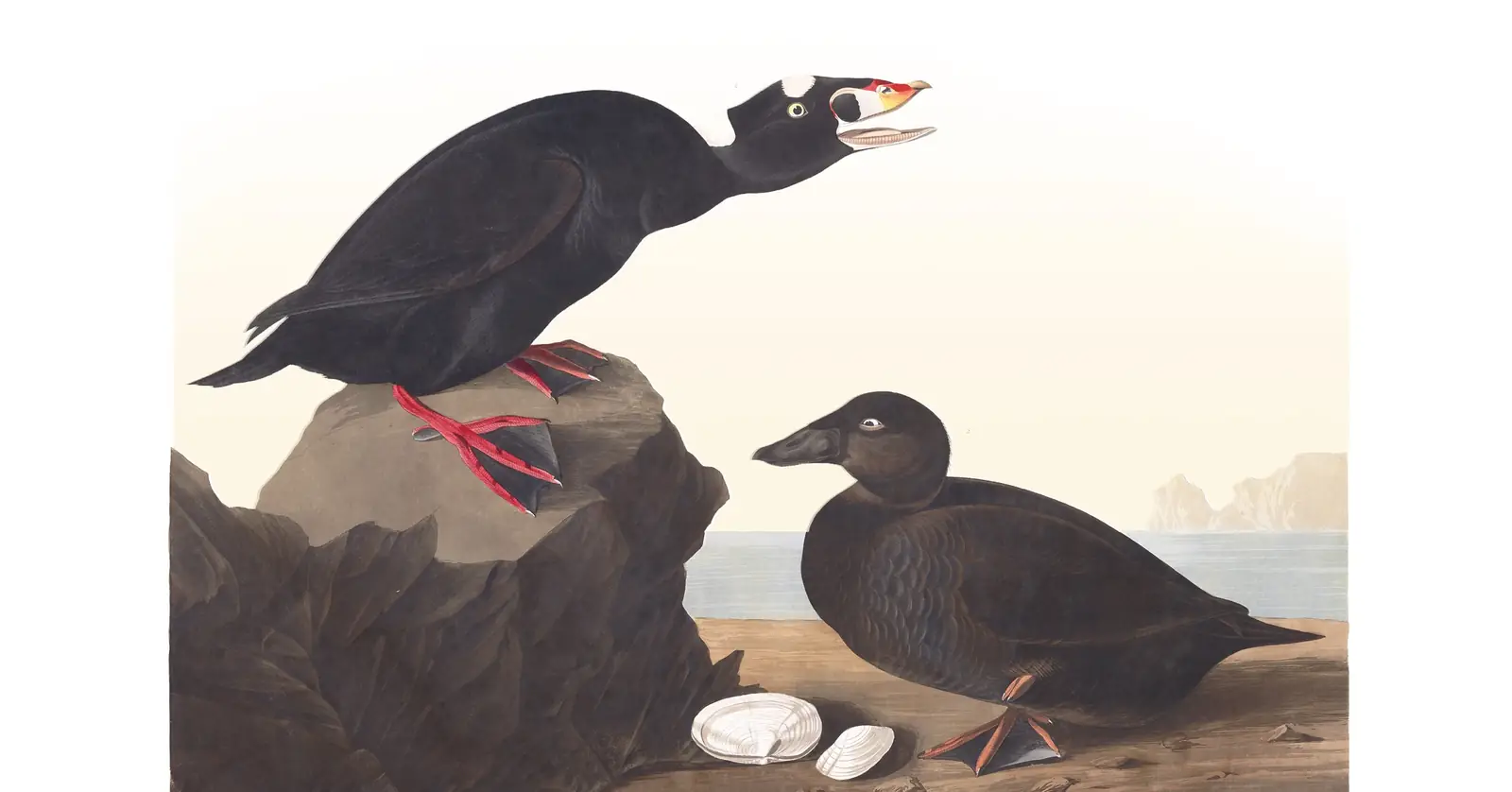Plate 317 of Audubon's The Birds of America: Surf Scoter (Melanitta perspicillata)