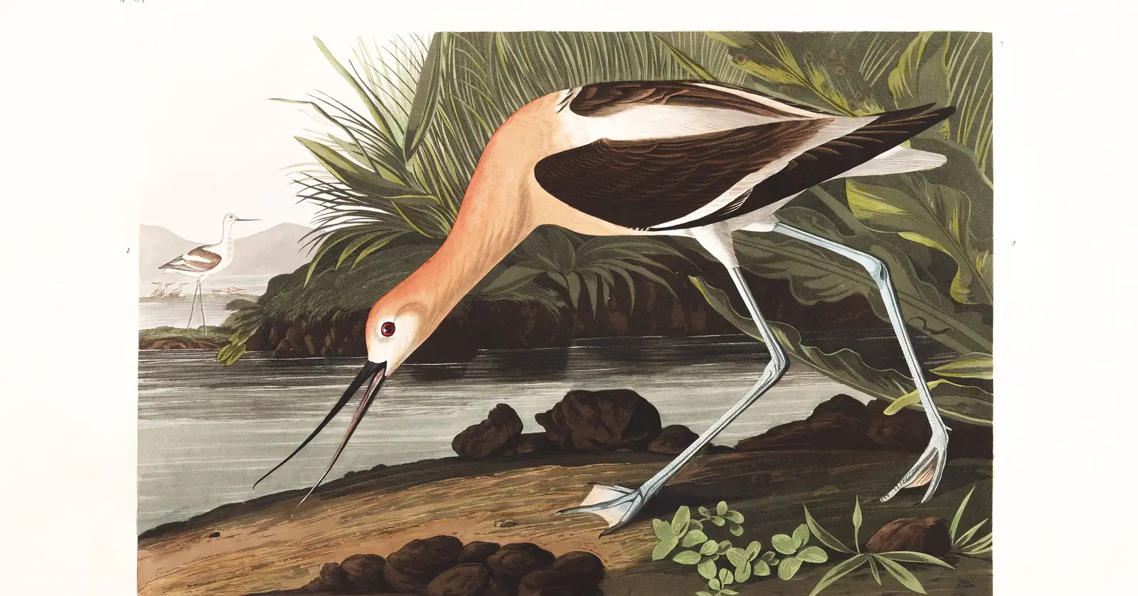 Plate 318 of Audubon's The Birds of America: American Avocet (Recurvirostra americana)