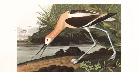 Plate 318 of Audubon's The Birds of America: American Avocet (Recurvirostra americana)