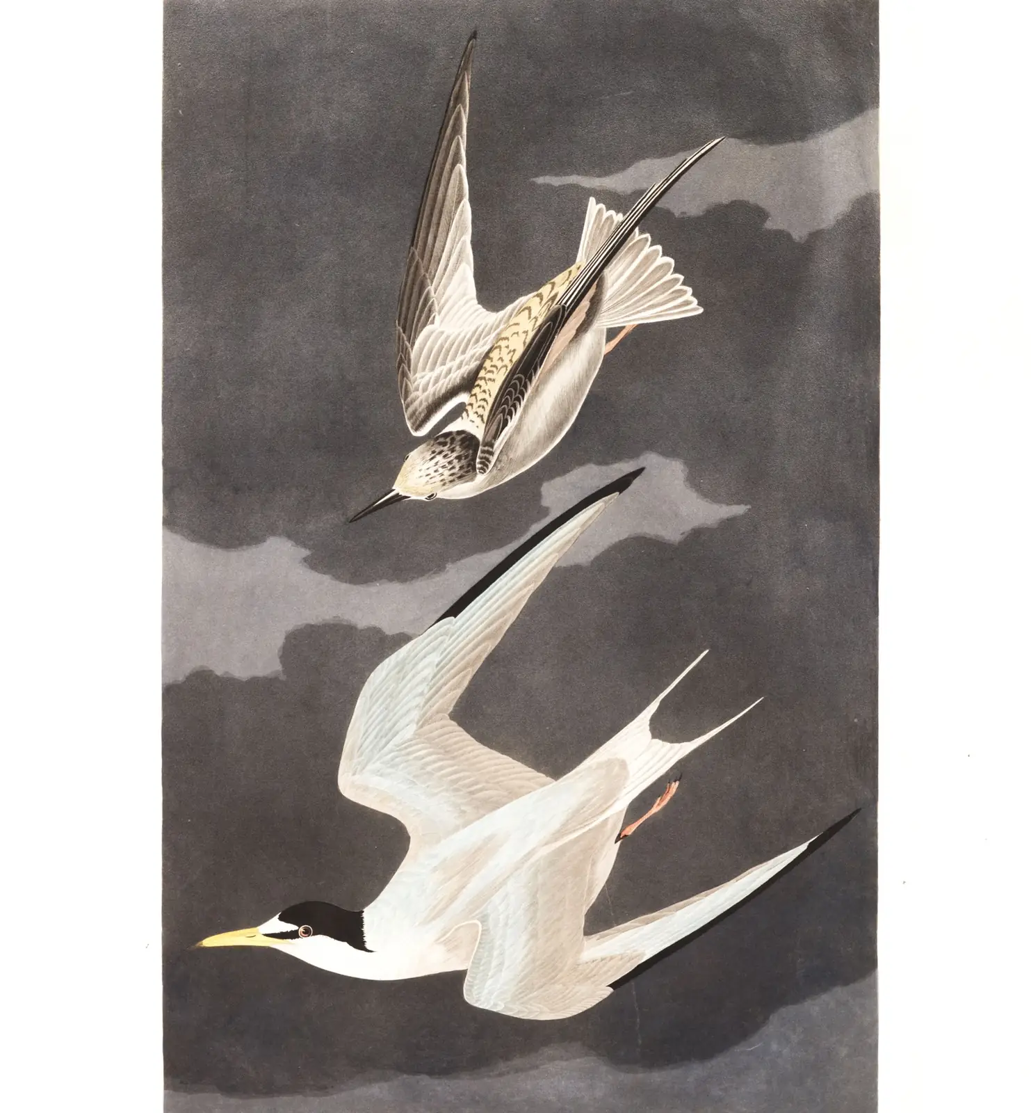 Plate 319 of Audubon's The Birds of America: Least Tern (Sternula antillarum)