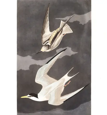 Plate 319 of Audubon's The Birds of America: Least Tern (Sternula antillarum)