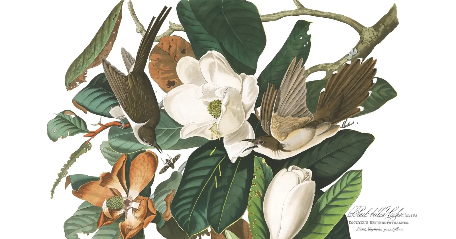 Plate 32 of Audubon's The Birds of America: Black-billed Cuckoo (Coccyzus erythropthalmus)