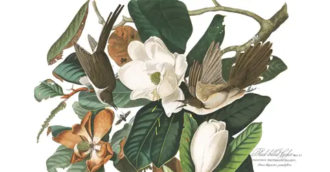 Plate 32 of Audubon's The Birds of America: Black-billed Cuckoo (Coccyzus erythropthalmus)