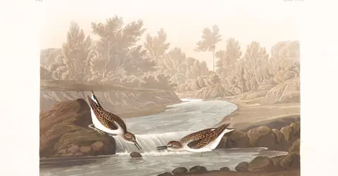 Plate 320 of Audubon's The Birds of America: Least Sandpiper (Calidris minutilla)