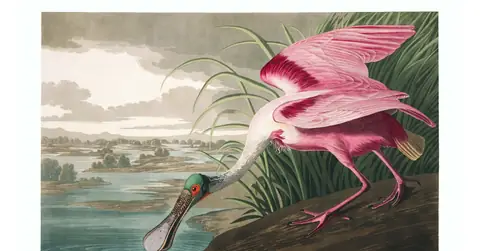 Plate 321 of Audubon's The Birds of America: Roseate Spoonbill (Platalea ajaja)
