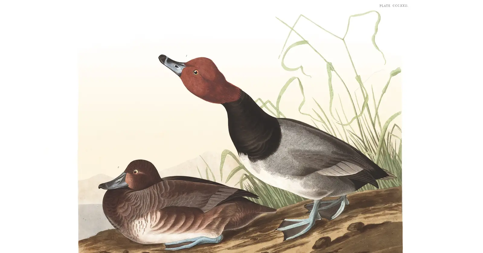 Plate 322 of Audubon's The Birds of America: Redhead (Aythya americana)