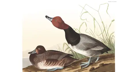 Plate 322 of Audubon's The Birds of America: Redhead (Aythya americana)