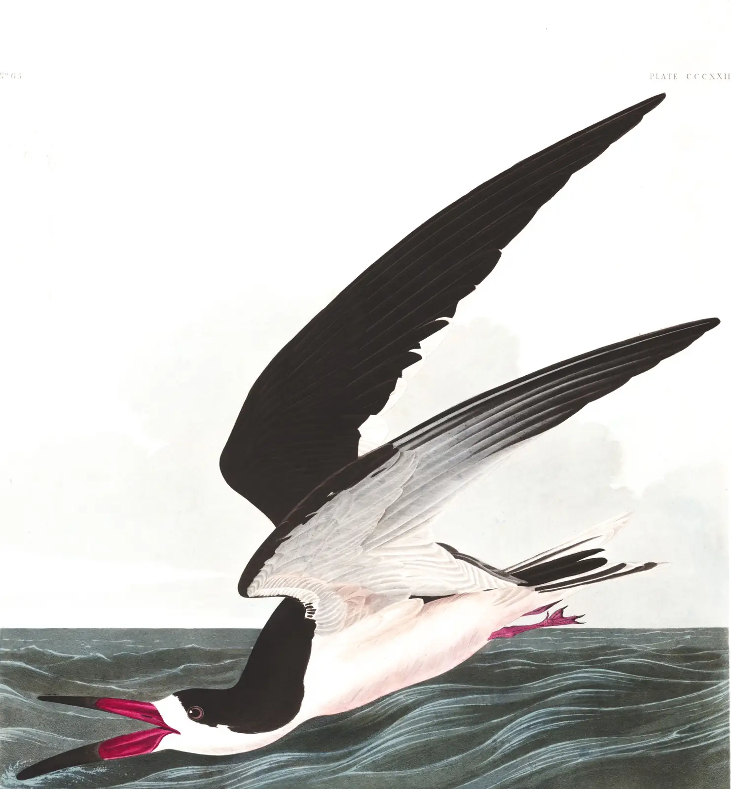 Plate 323 of Audubon's The Birds of America: Black Skimmer (Rynchops niger)