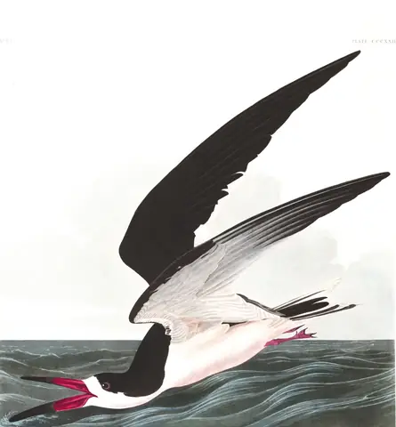 Plate 323 of Audubon's The Birds of America: Black Skimmer (Rynchops niger)