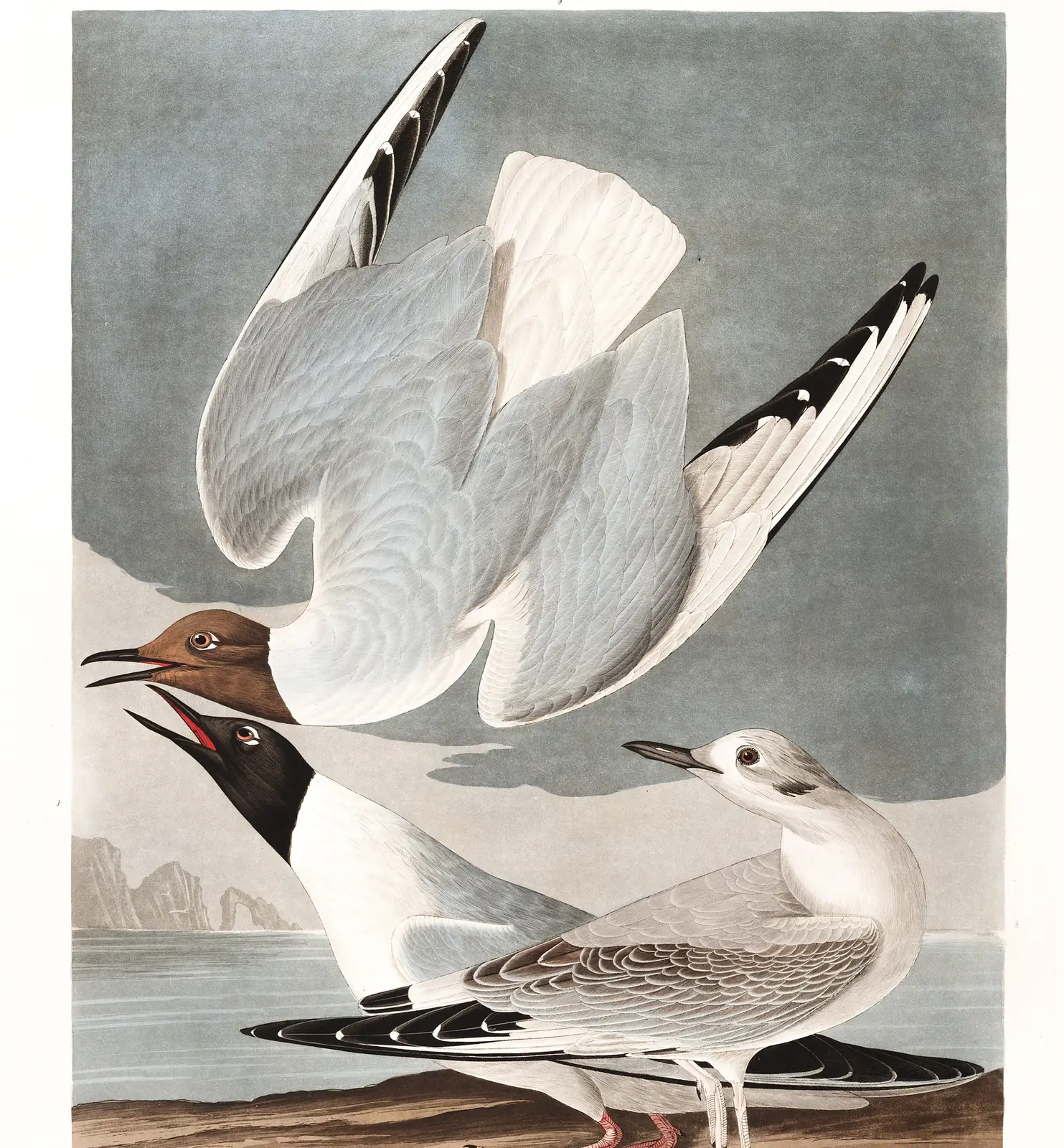 Plate 324 of Audubon's The Birds of America: Bonaparte's Gull (Chroicocephalus philadelphia)