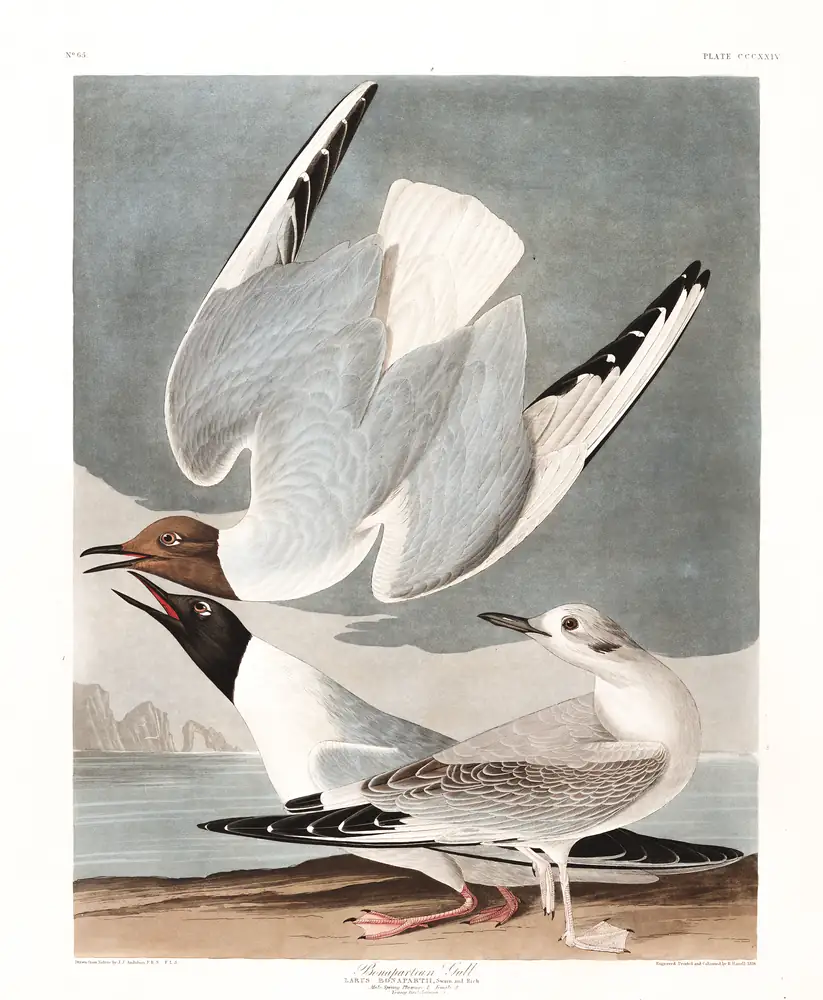 The whole sheet of plate 324, with its engraved caption