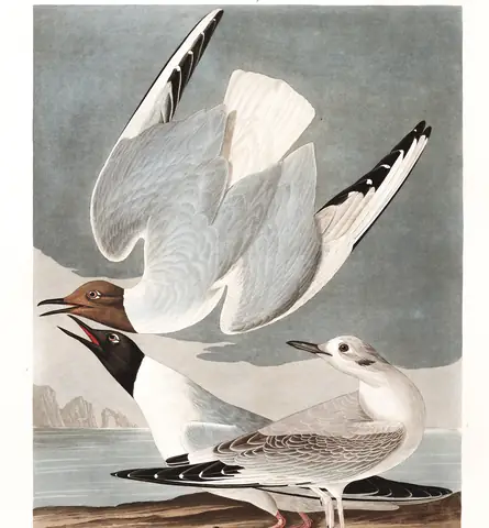 Plate 324 of Audubon's The Birds of America: Bonaparte's Gull (Chroicocephalus philadelphia)