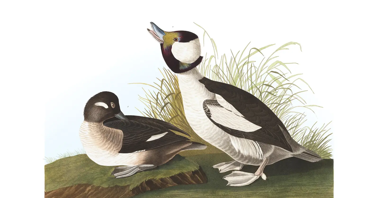 Plate 325 of Audubon's The Birds of America: Bufflehead (Bucephala albeola)