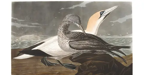 Plate 326 of Audubon's The Birds of America: Northern Gannet (Morus bassanus)