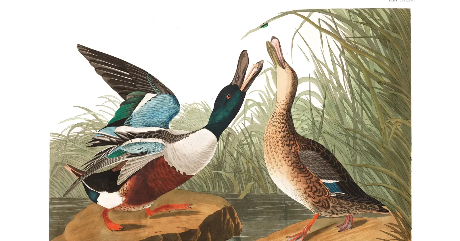 Plate 327 of Audubon's The Birds of America: Northern Shoveler (Spatula clypeata)
