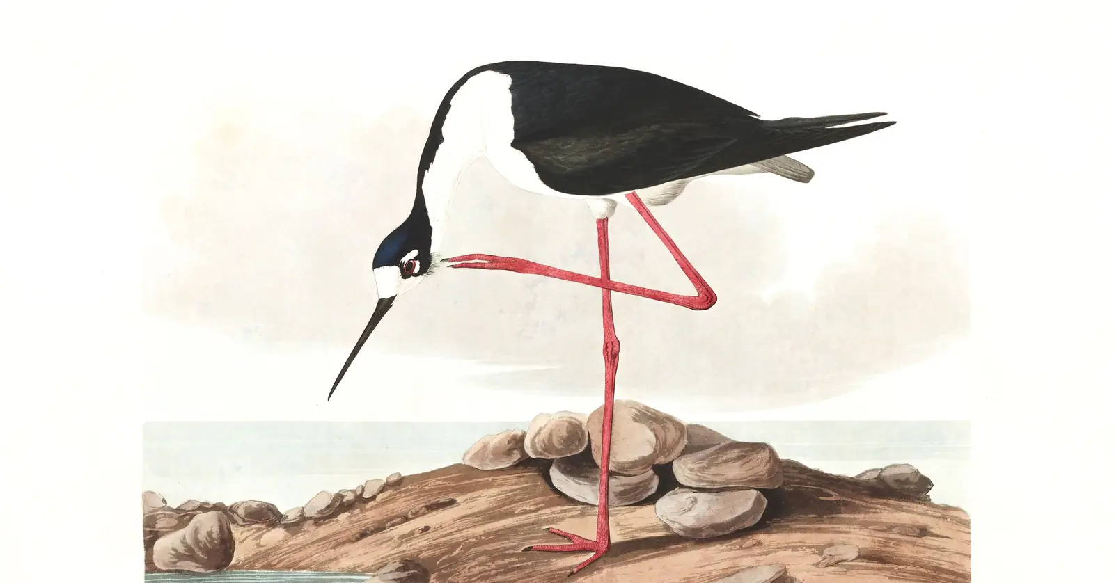 Plate 328 of Audubon's The Birds of America: Black-necked Stilt (Himantopus mexicanus)