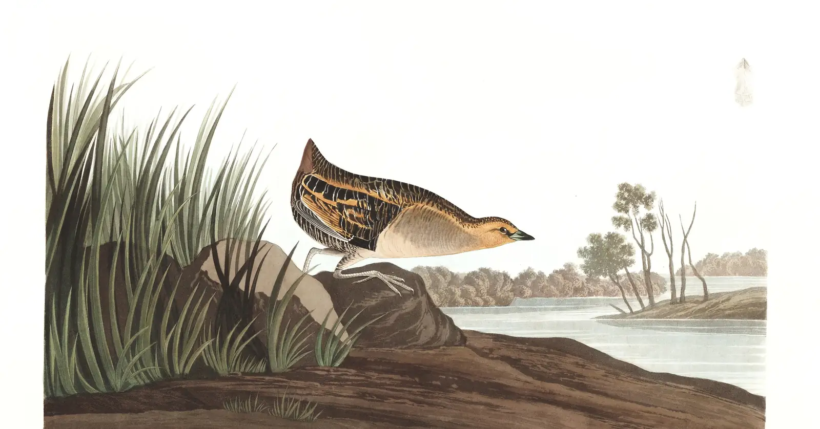 Plate 329 of Audubon's The Birds of America: Yellow Rail (Coturnicops noveboracensis)