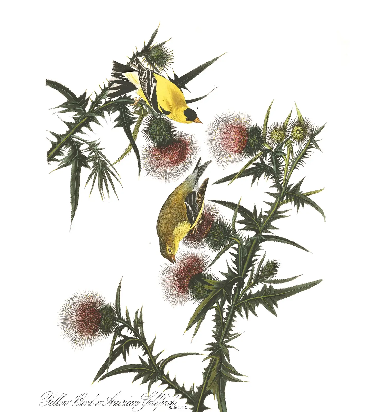 Plate 33 of Audubon's The Birds of America: American Goldfinch (Spinus tristis)