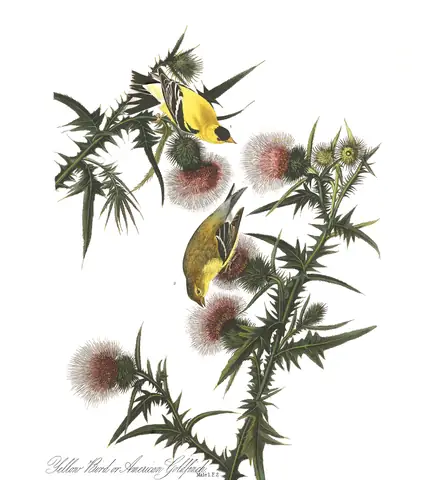 Plate 33 of Audubon's The Birds of America: American Goldfinch (Spinus tristis)