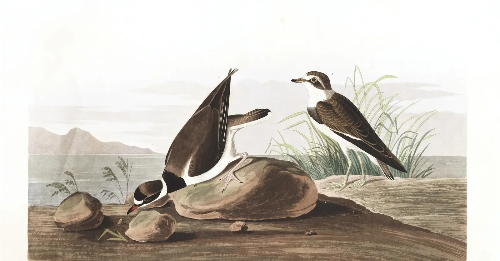 Plate 330 of Audubon's The Birds of America: Semipalmated Plover (Charadrius semipalmatus)