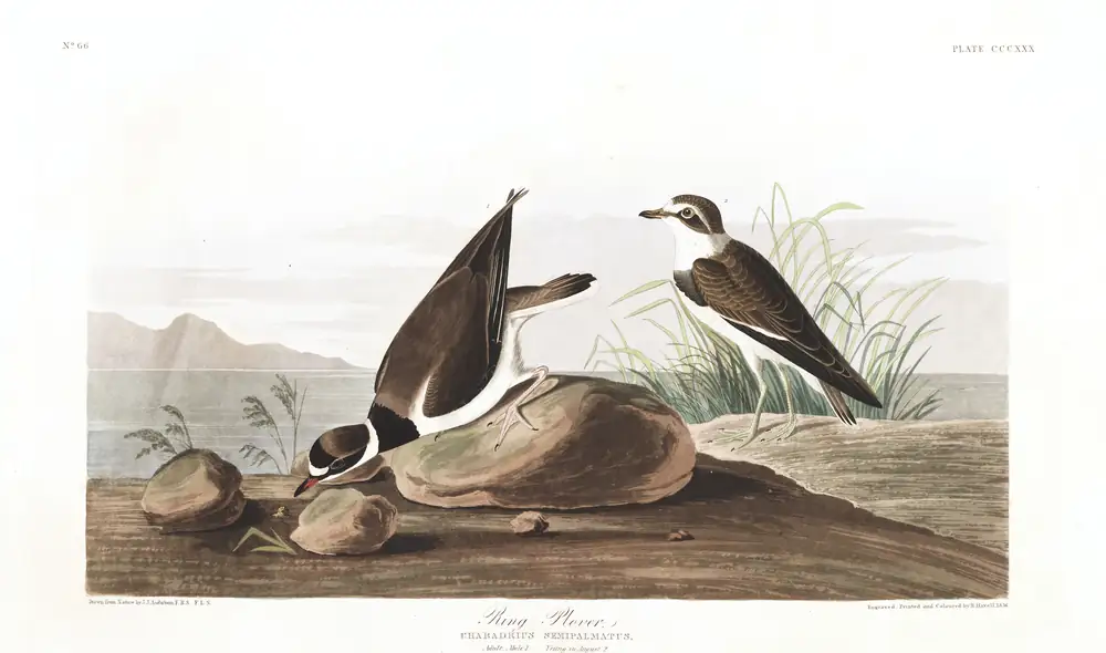 The whole sheet of plate 330, with its engraved caption