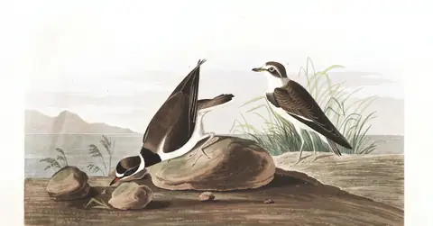 Plate 330 of Audubon's The Birds of America: Semipalmated Plover (Charadrius semipalmatus)
