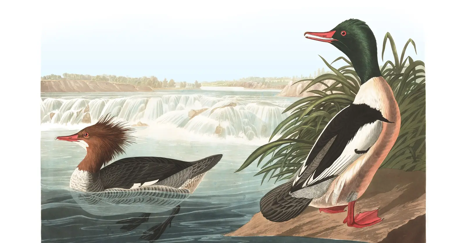 Plate 331 of Audubon's The Birds of America: Common Merganser (Mergus merganser)
