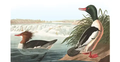 Plate 331 of Audubon's The Birds of America: Common Merganser (Mergus merganser)