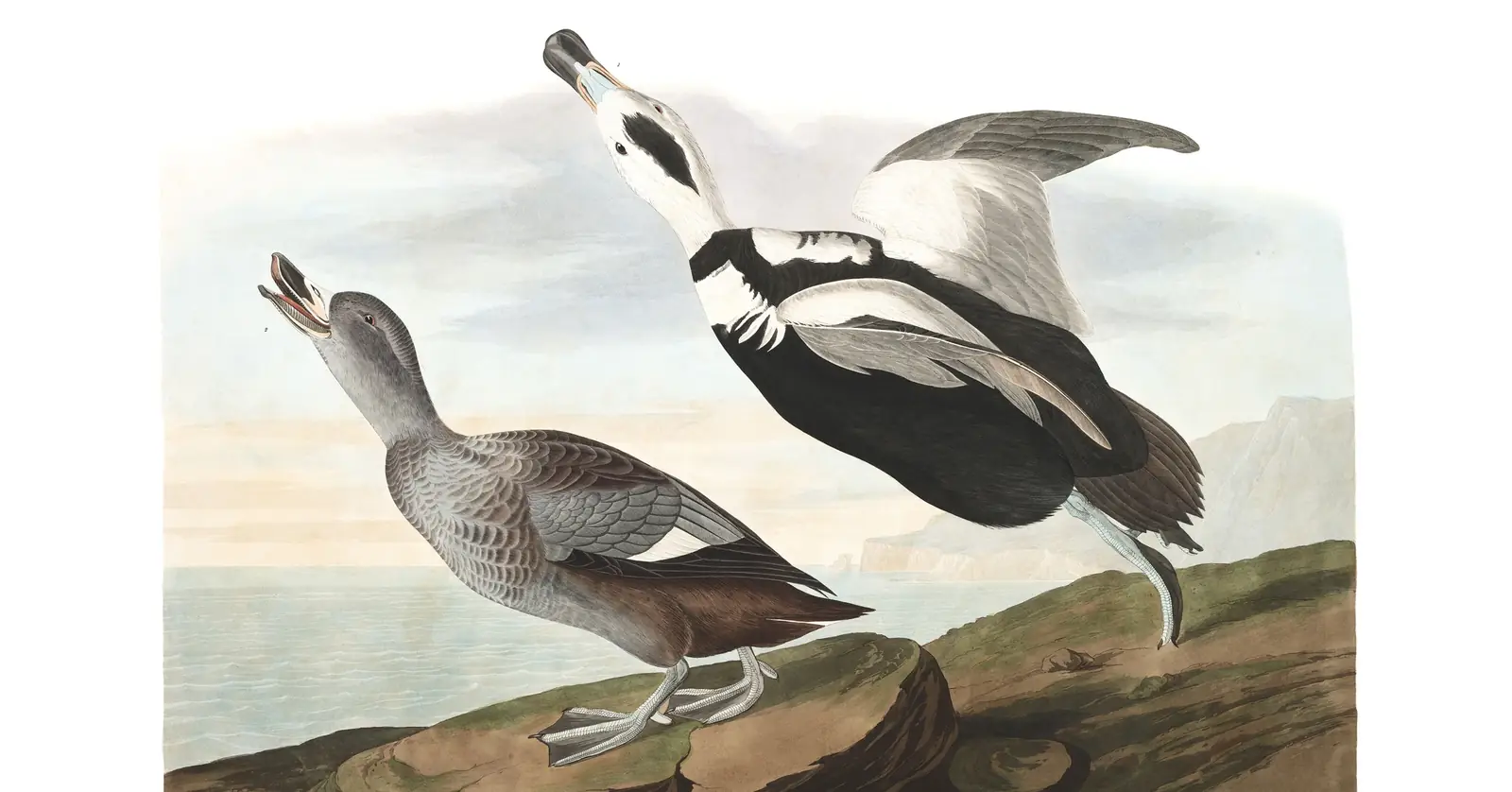Plate 332 of Audubon's The Birds of America: Labrador Duck (Camptorhynchus labradorius)