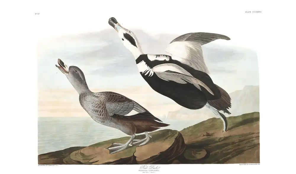 The whole sheet of plate 332, with its engraved caption